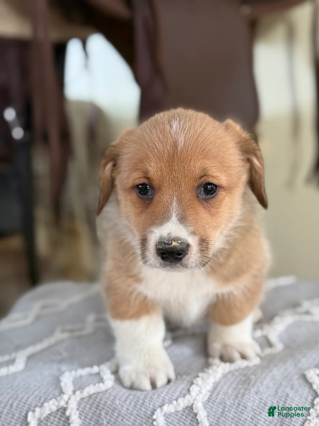 Welsh Corgi Pembroke dogs for sale: Frankie - Ad 8