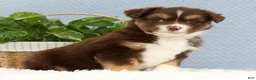 Miniature Australian Shepherd dogs for sale: Rowan - Ad 6