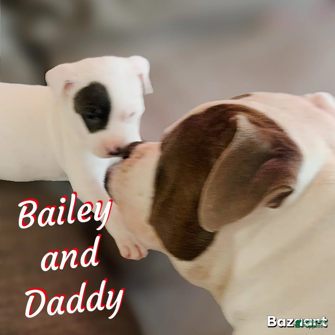 Mixed Breed dogs for sale: Bailey - Ad 1