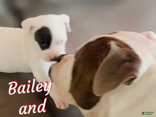 Mixed Breed dogs Bailey - Ad 34