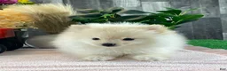 Pomeranian dogs for sale: Pete - Ad 5