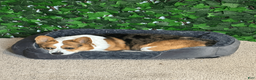 American Corgi dogs for sale: Tricolor Male - Leonardo - Ad 5