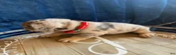French Bulldog dogs for sale: Boy 1 - Ad 10