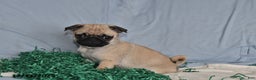 Pug dogs for sale: Bella   - Ad 2