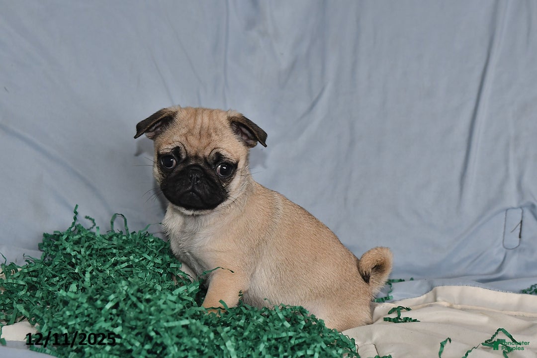 Pug dogs for sale: Bella   - Ad 2