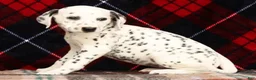 Dalmatian dogs for sale: Jenna - Ad 3