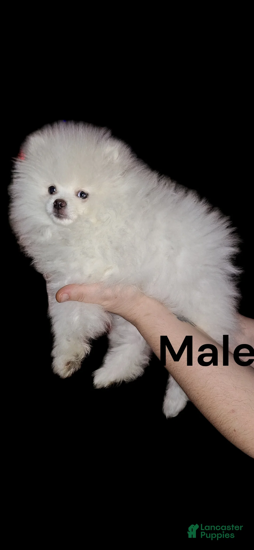 Pomeranian dogs for sale: Pomeranian Puppy 1 - Ad 2