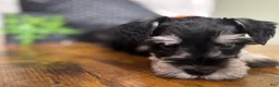 Miniature Schnauzer dogs for sale: Duke - Ad 4
