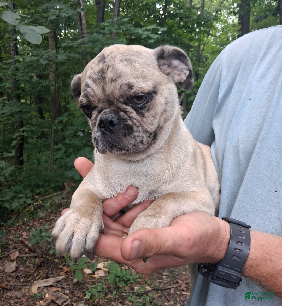 Pug dogs Karly - Ad 2