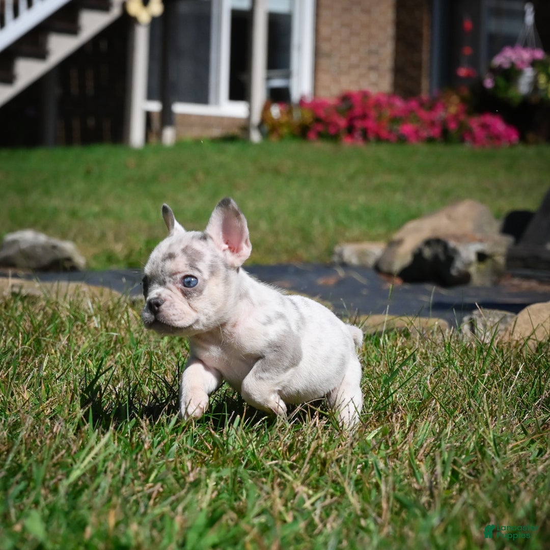French Bulldog dogs for sale: Chloe - Ad 8