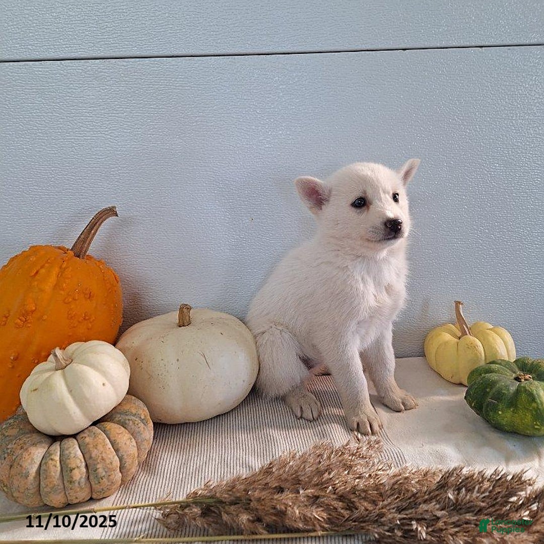 Pomsky dogs for sale: Jana - Ad 7