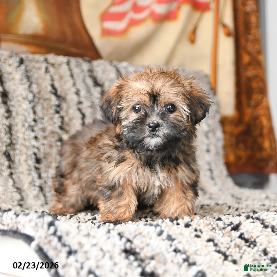 Shorkie dogs for sale: Justin - Ad 4