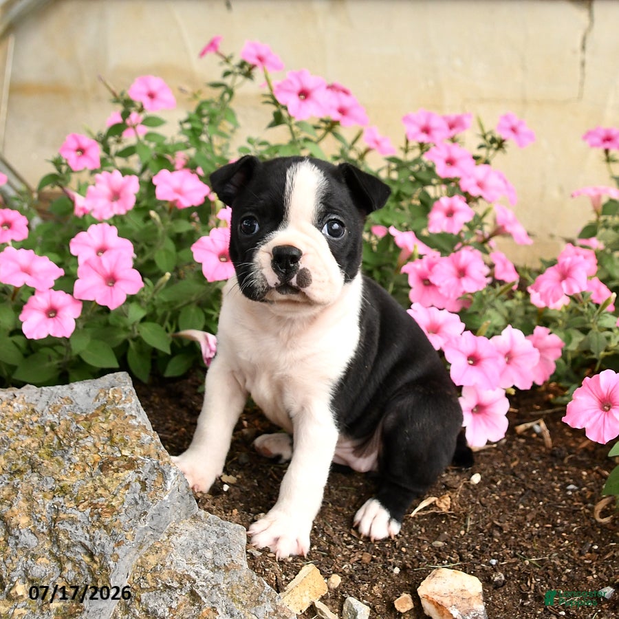 Boston Terrier dogs Biscuit - Ad 2