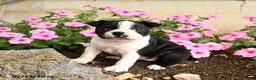 Boston Terrier dogs for sale: Biscuit - Ad 2