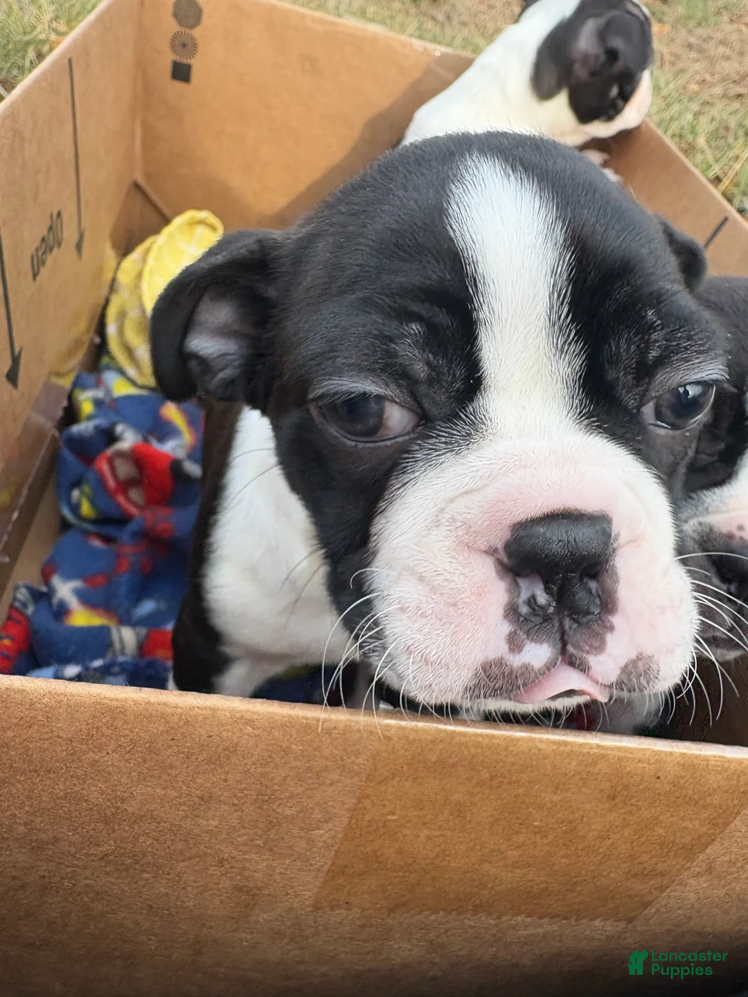 Boston Terrier dogs for sale: Big Boy Buster - Ad 9