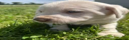 Labrador Retriever dogs for sale: Lily - Ad 3