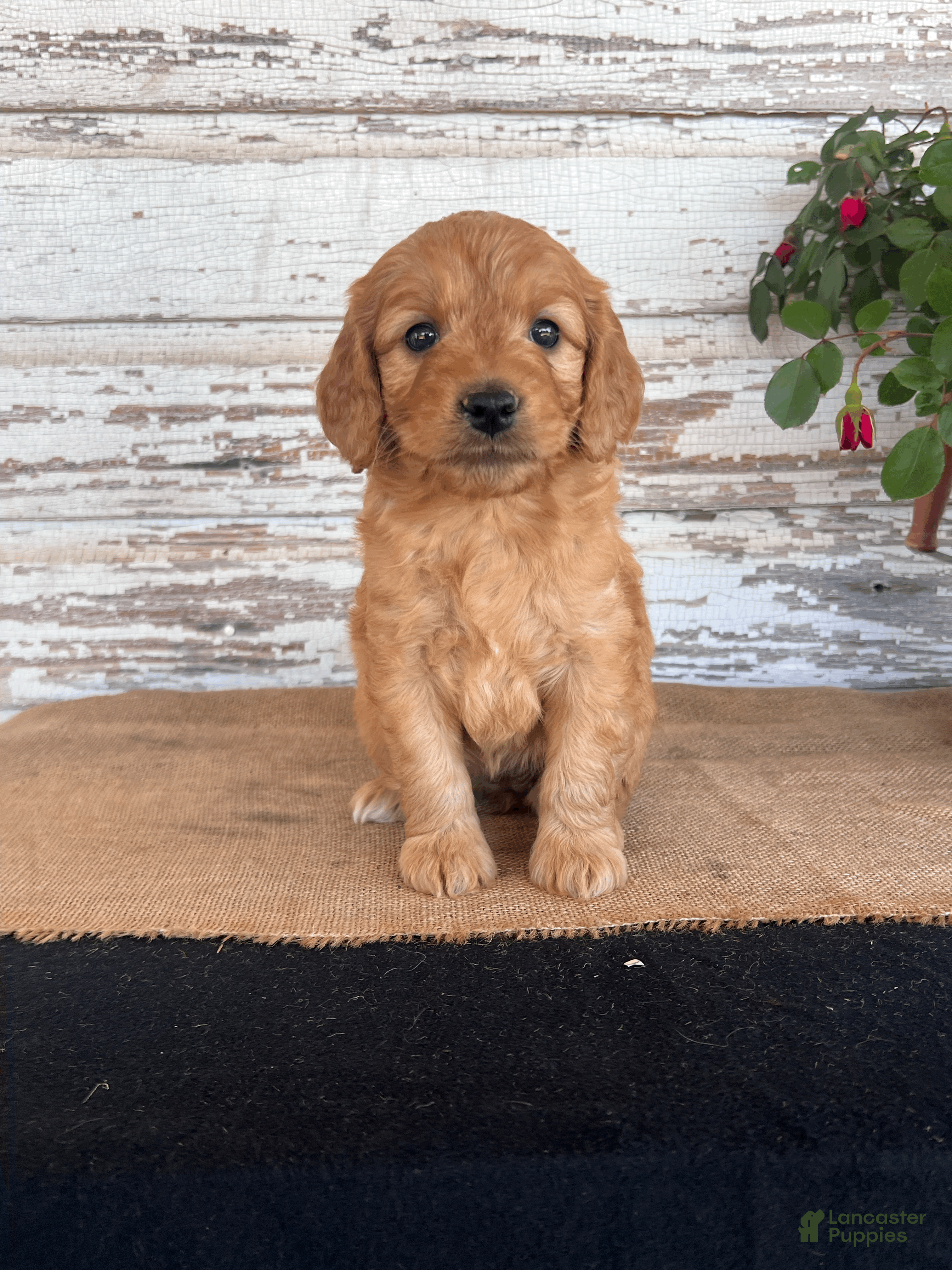 Mini Goldendoodle dogs Jenna - Ad 22