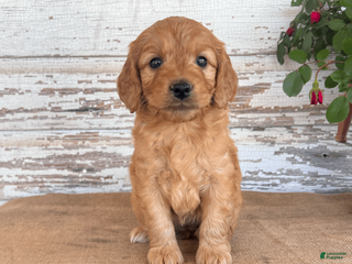 Mini Goldendoodle dogs Jenna - Ad 22