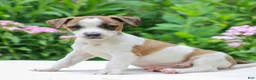 Mixed Breed dogs for sale: Jeff  - Ad 3