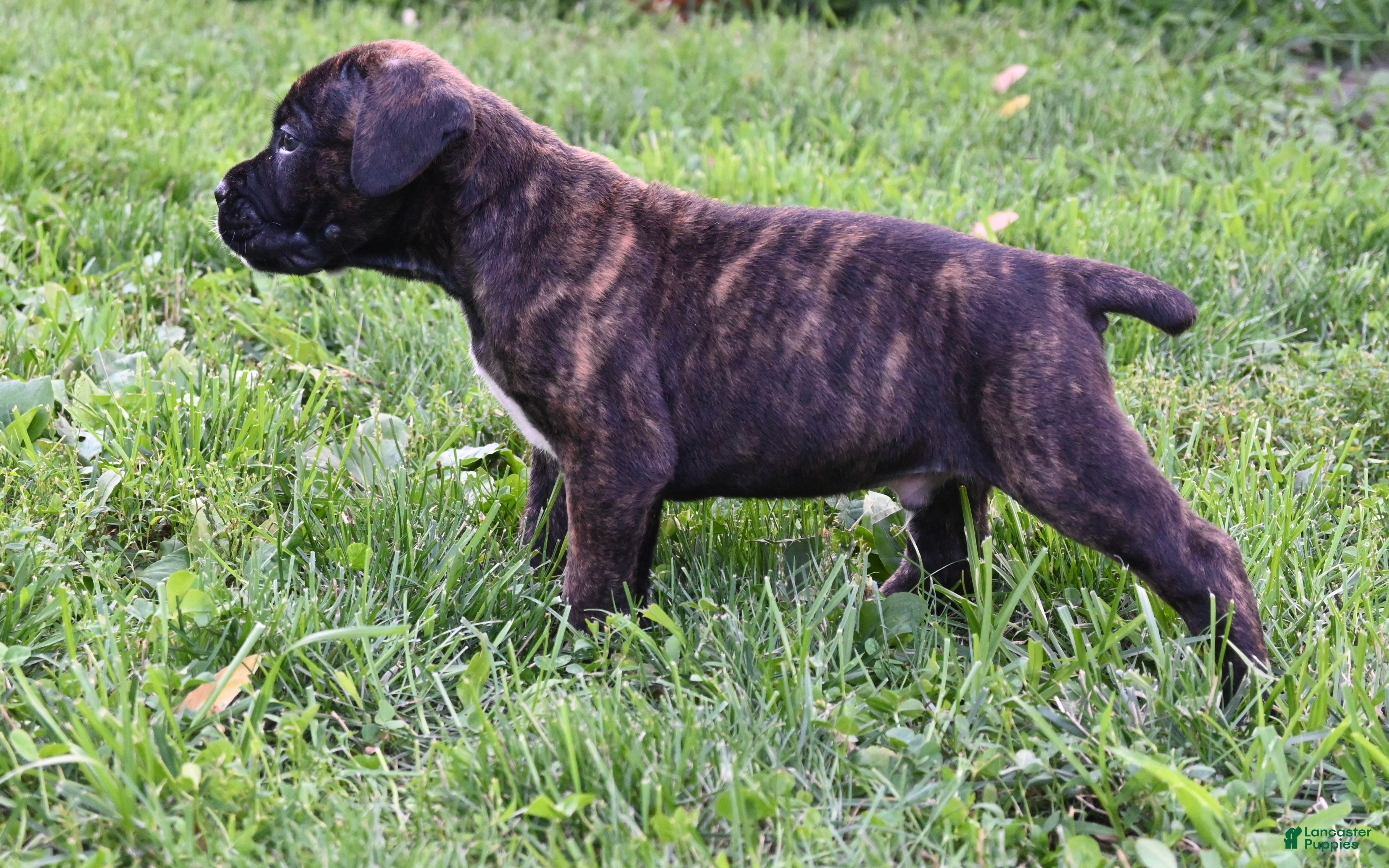 Cane Corso dogs Everest - Ad 2