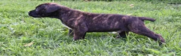 Cane Corso dogs for sale: Everest - Ad 2