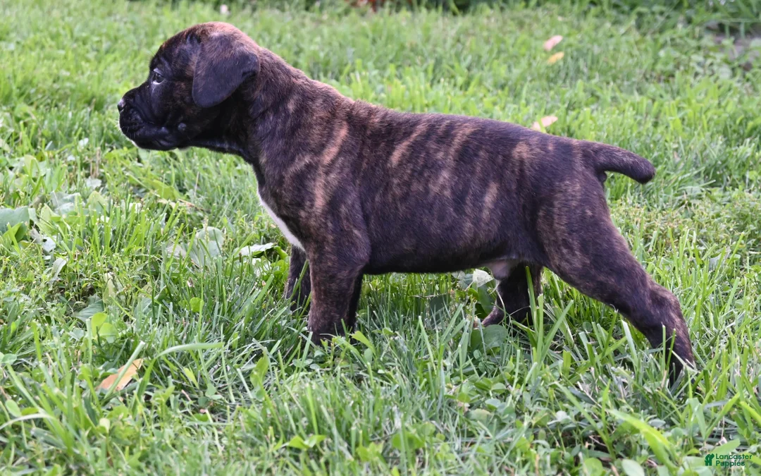 Cane Corso dogs for sale: Everest - Ad 2