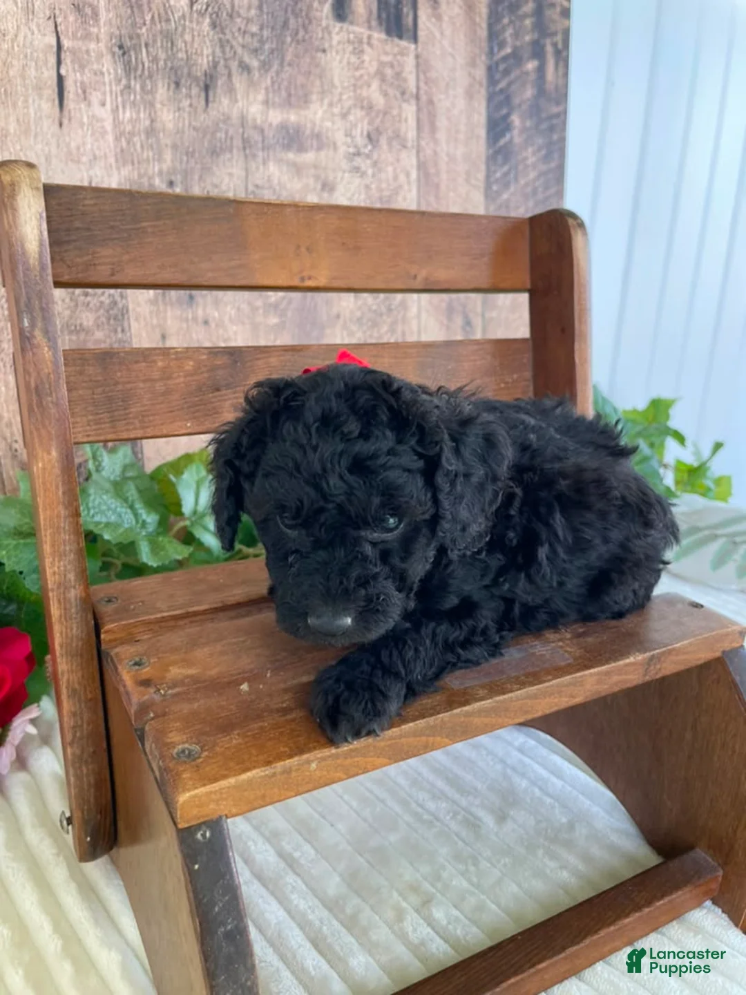 Mini Goldendoodle dogs for sale: Miss Warbler - Ad 2