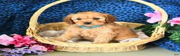 Cavapoo dogs for sale: Cameron - Ad 3
