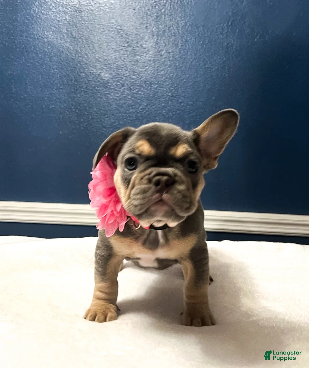 French Bulldog dogs for sale: Pandora - Ad 5