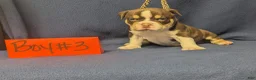 American Bully dogs for sale: American Bully 3 - Ad 1