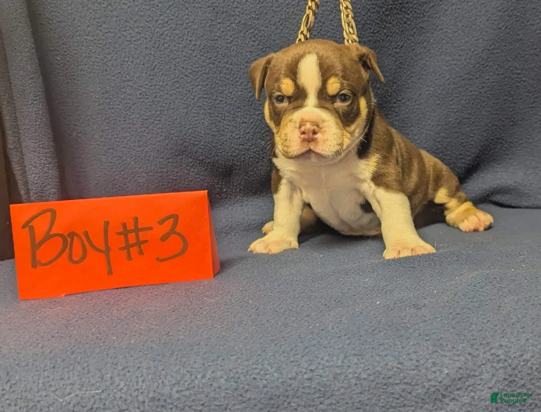 American Bully dogs for sale: American Bully 3 - Ad 1