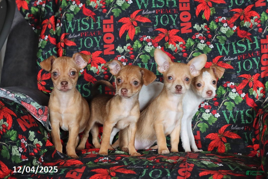 Chihuahua dogs for sale: Lucy - Ad 5