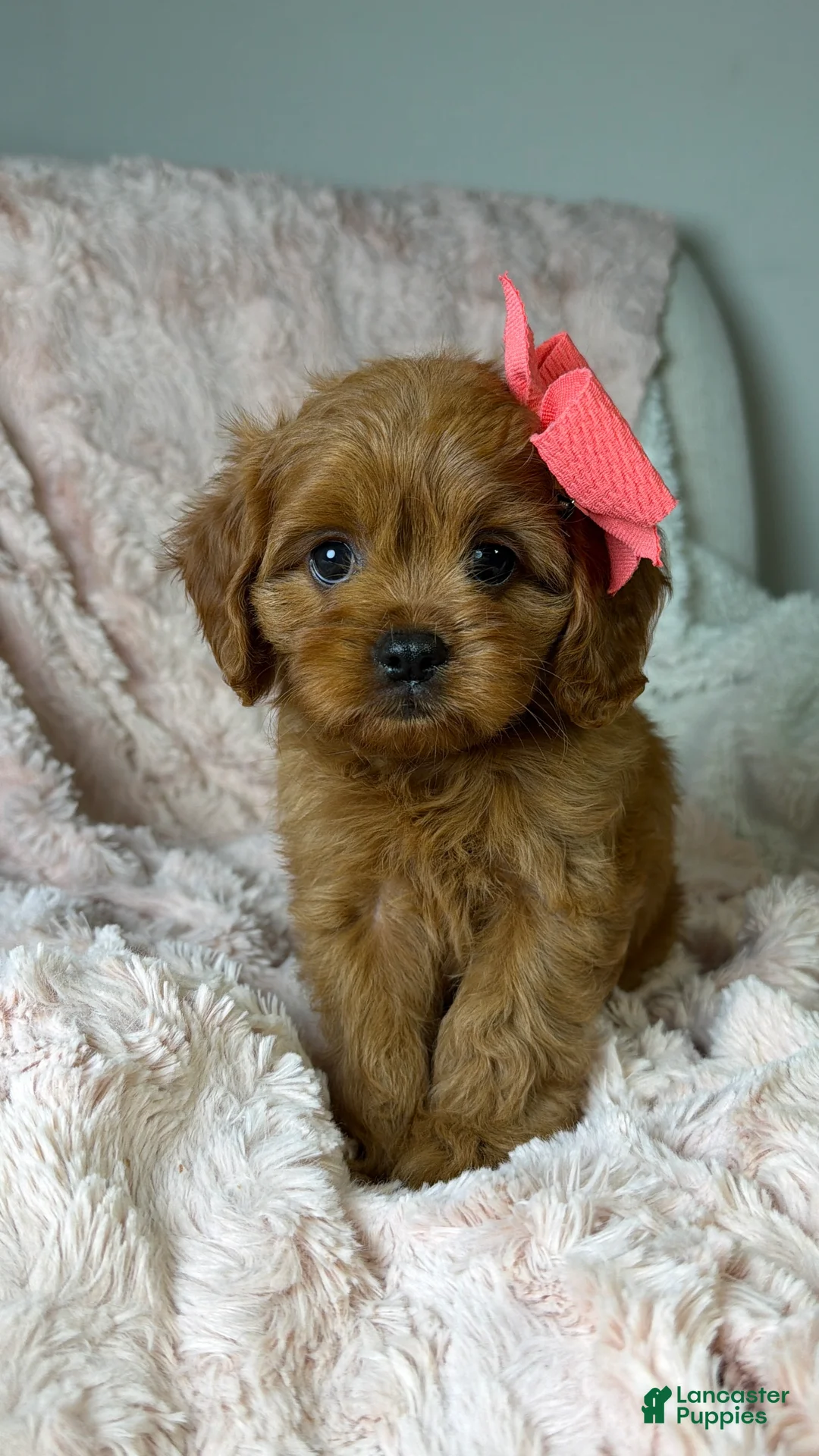 Cavapoo dogs for sale: Luna - Ad 2