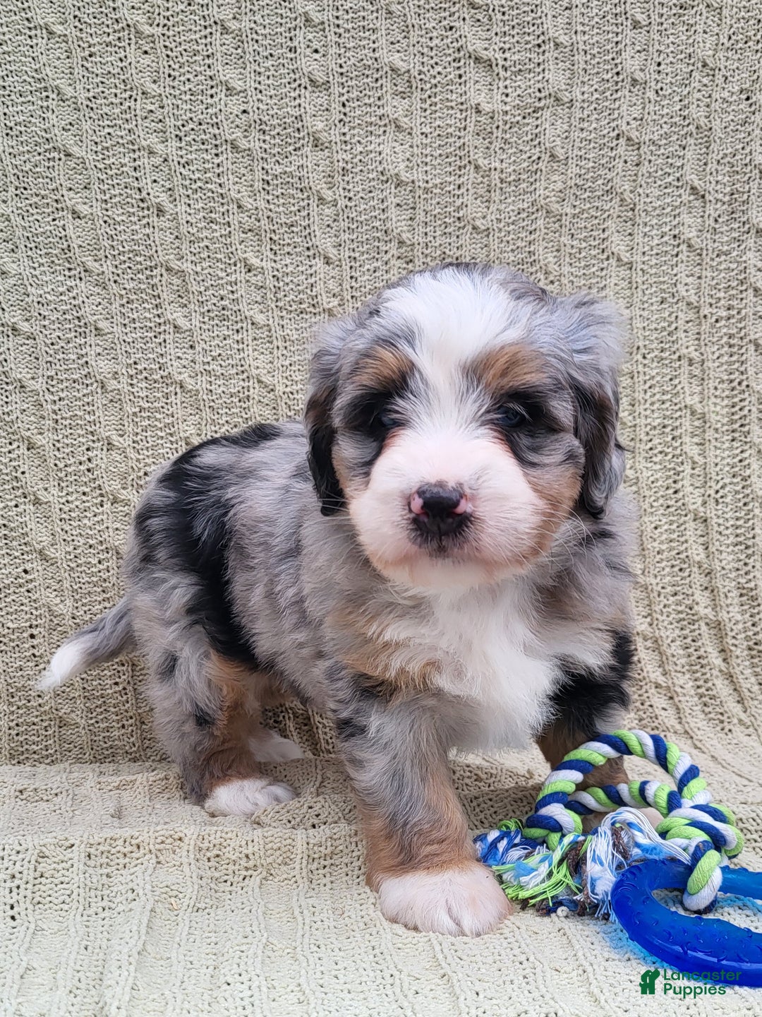 Mini Bernedoodle dogs for sale: Sadie - Ad 2