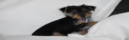 Yorkshire Terrier dogs for sale: Blake - Ad 4