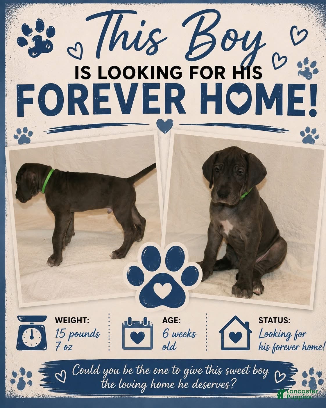 Great Dane dogs Great Dane 3 - Ad 1
