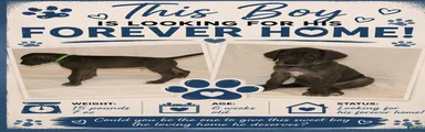 Great Dane 3
