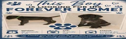 Great Dane dogs for sale: Great Dane 3 - Ad 1