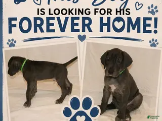 Great Dane dogs Great Dane 3 - Ad 1