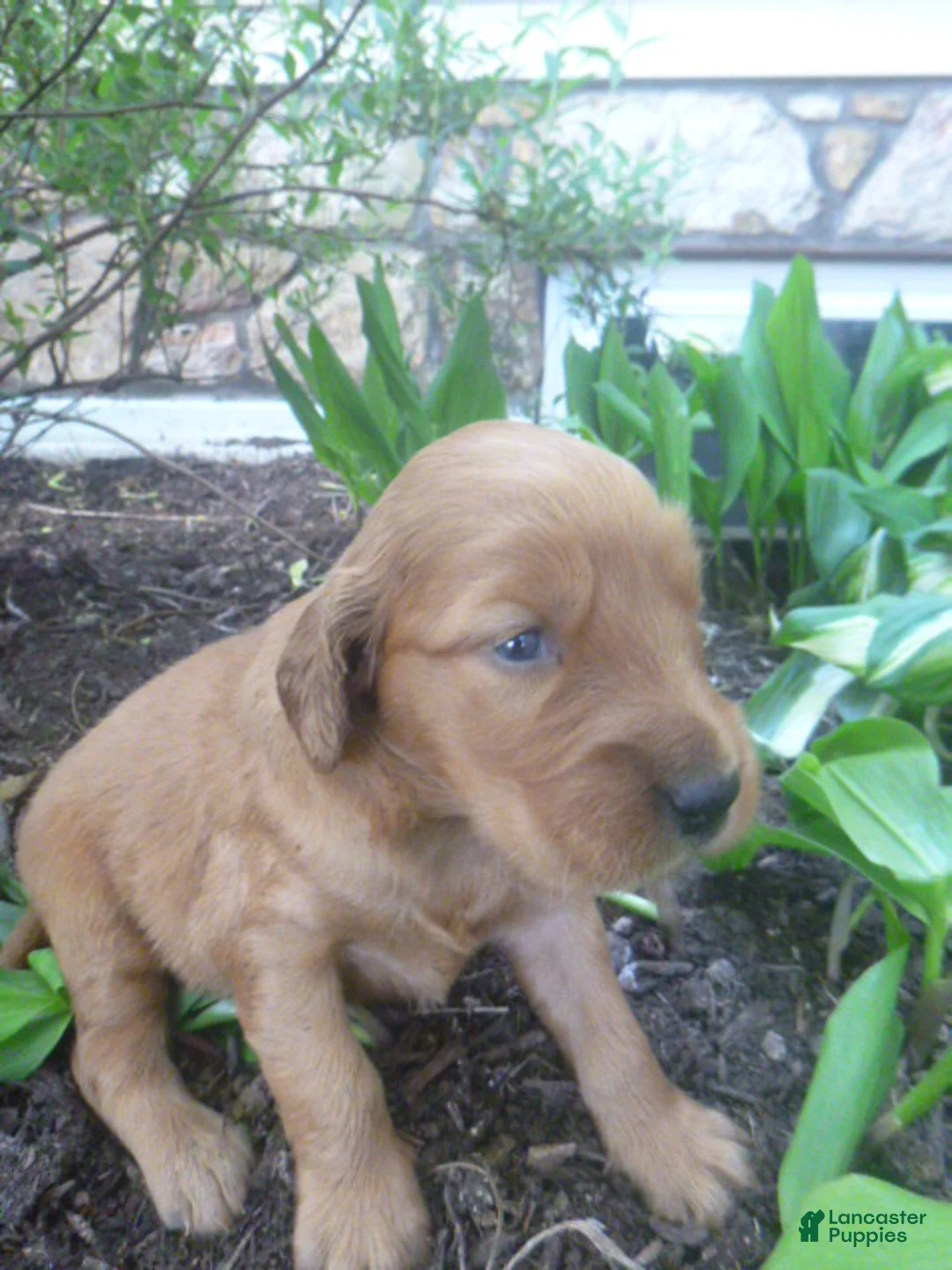 Mixed Breed dogs for sale: Tillie - Ad 2