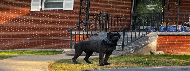 Kujo