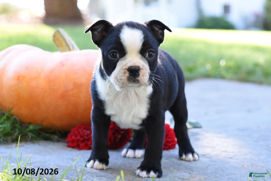 Tonya (Boston Terrier, Female) in Mifflinburg, PA