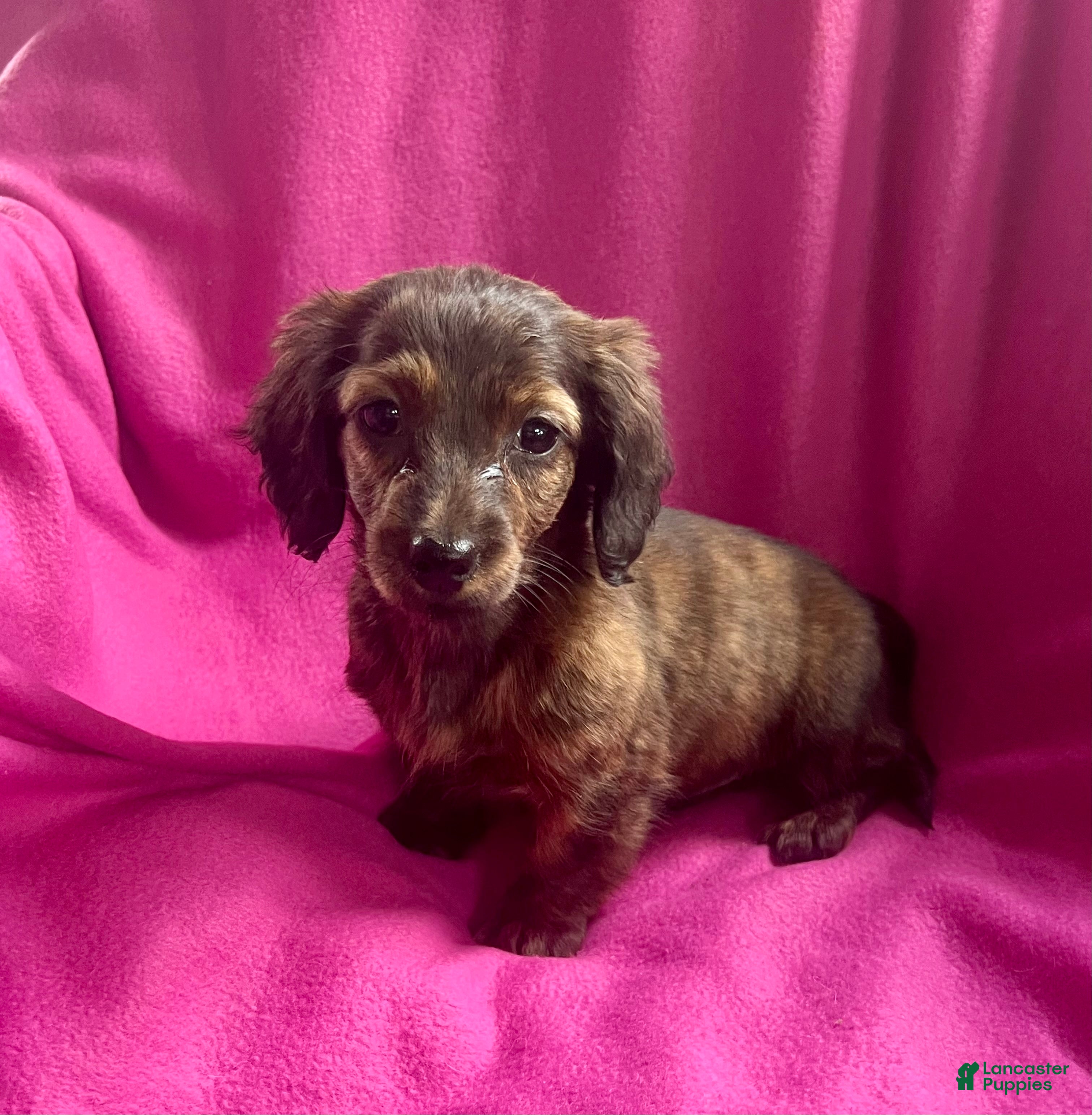 Dachshund dogs Mellow Cup - Ad 33
