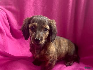 Dachshund dogs Mellow Cup - Ad 12