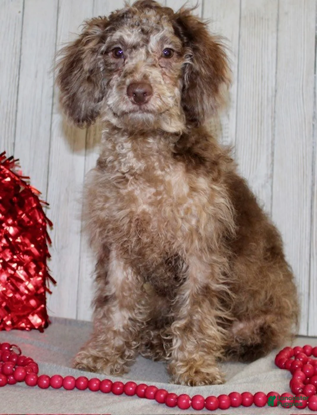 Miniature Labradoodle dogs for sale: Jamin - Ad 2