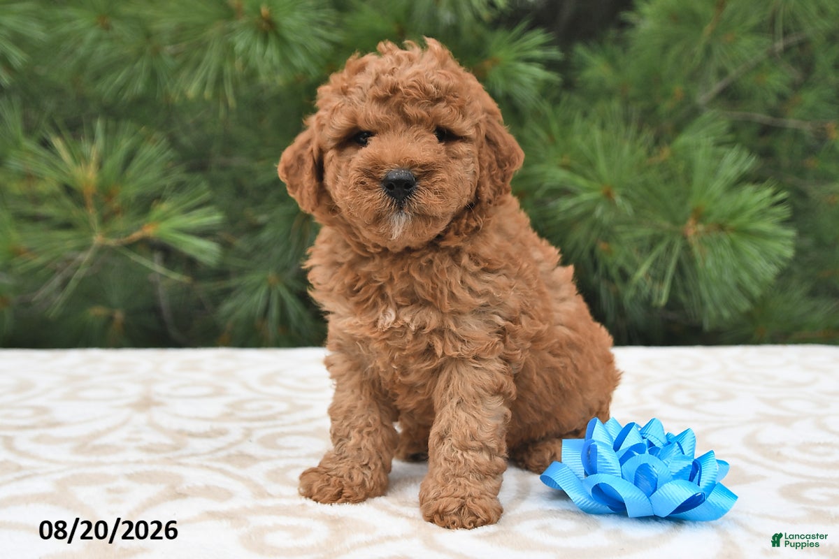 Mini Goldendoodle dogs Oliver - Ad 1