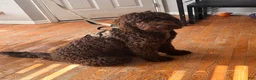 Goldendoodle dogs for sale: Goldendoodle 7 - Ad 4