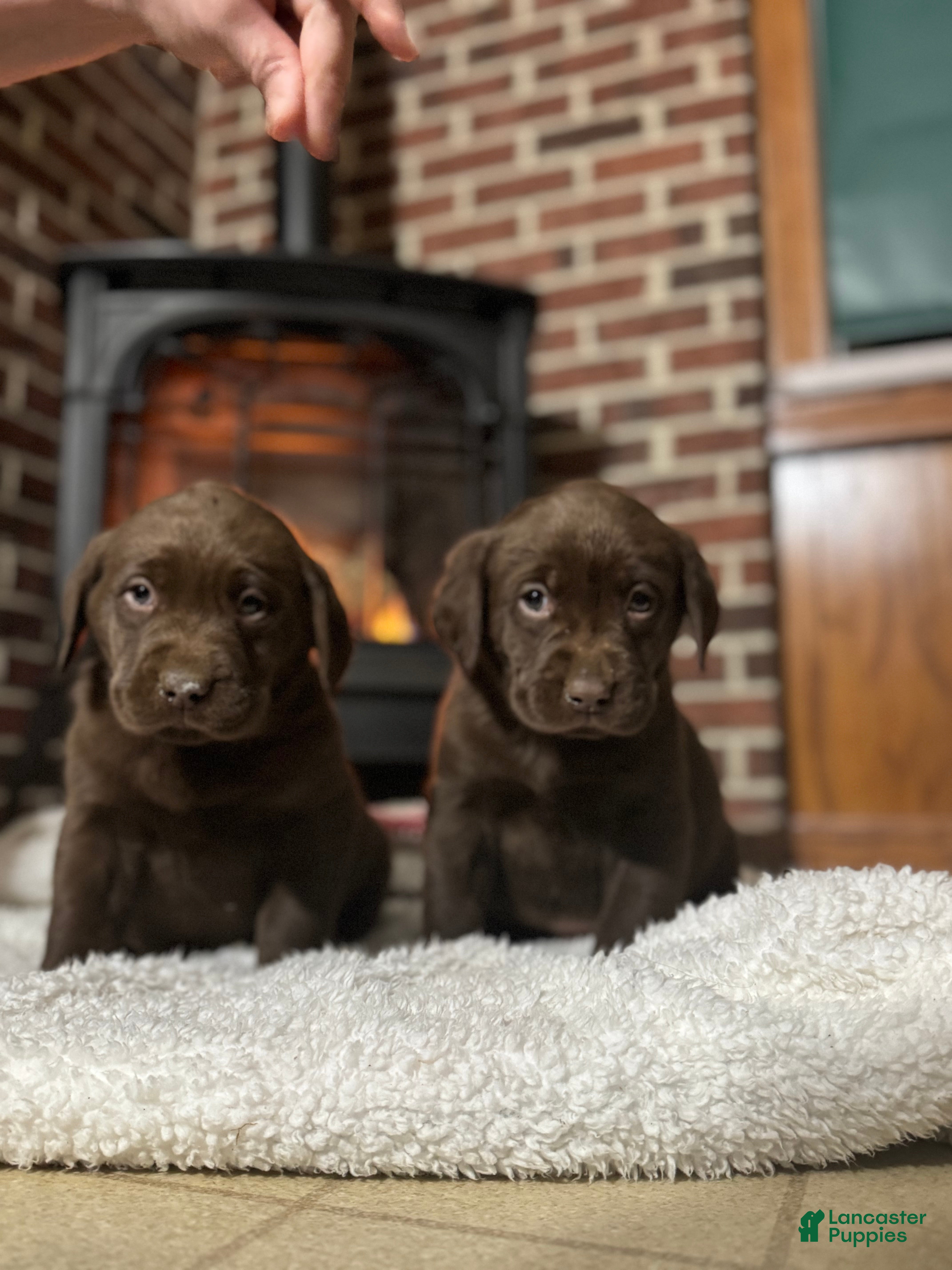 Labrador Retriever dogs Ebony❤️🐾AKC Hip Cert English Labs❤️🐾Call 717-663-8617 - Ad 33