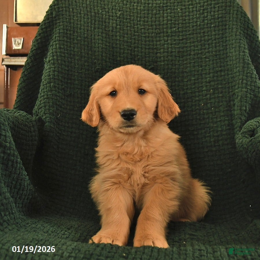 Golden Retriever dogs Ronald  - Ad 36