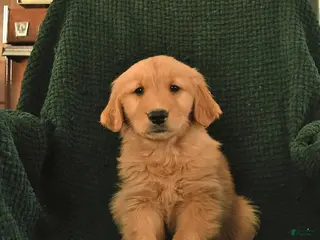 Golden Retriever dogs Ronald - Ad 4